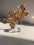 Leopard Earrings